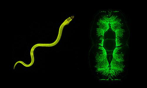 シラスウナギの全身(左)と胴体横断面(右)の蛍光像。緑色蛍光は全身の筋肉にわたって検出される。心臓、消化管、鰓(えら)には検出されない。胴体の横断面(右)を観察すると、中心部近傍にある細い筋繊維に強い緑色蛍光が分布している。(提供：理化学研究所)
