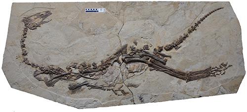 ジアンチャンゴサウルスの化石(提供：北海道大学)