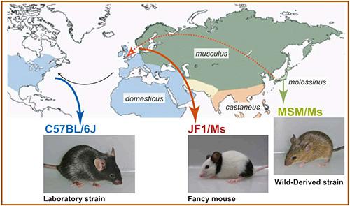 マウスの4亜種の世界分布と、今回ゲノムを比較解析した3系統マウス(提供：国立遺伝学研究所)