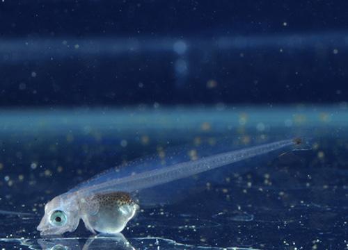 ふ化したオセレイテッド・アイスフィッシュの稚魚(提供：東京動物園協会)