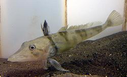 オセレイテッド・アイスフィッシュの成魚(提供：東京動物園協会)