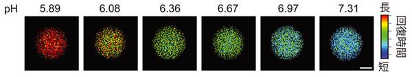 発光の回復時間を色変換して、細胞集団のpH値を画像化した(提供：東京大学)
