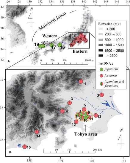 各地で採取したヒキガエルのミトコンドリアDNAの構成。本来がアズマヒキガエルの生息域である東京エリアで、ニホンヒキガエルからのミトコンドリアDNAの割合が大きい。
(掲載論文から)