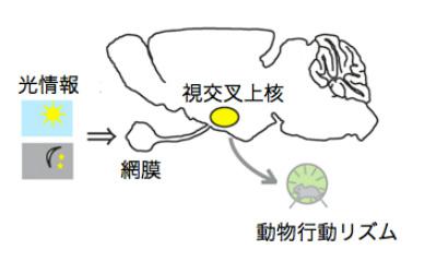哺乳類の生物時計中枢は視交叉上核に存在する(提供：北海道大学)