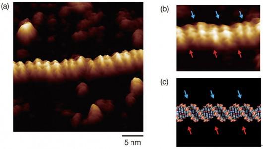 「周波数変調原子間力顕微鏡」(FM-AFM)でとらえた二重らせんDNA分子の画像(a)水溶液中における分子像 (b)部分拡大像 (c)二重らせんの構造モデル(提供：京都大学)