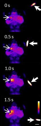 ゾウリムシ(右の太矢印)を見ることで、ゼブラフィッシュ稚魚の「中脳視蓋」に起きた神経シグナル(細矢印)(提供：国立遺伝学研究所)