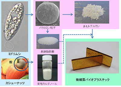  ミドリムシ／カシューナッツ殻から微細藻バイオプラスチックへの製造工程  (提供：科学技術振興機構など) 