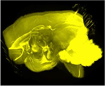 マーモット(小型のサル)脳の3次元イメージング