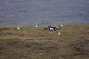 聟島に戻ったアホウドリ(中央並んでいる3羽、周囲の白っぽい5羽はデコイ、2月10日撮影)
(提供：山階鳥類研究所)