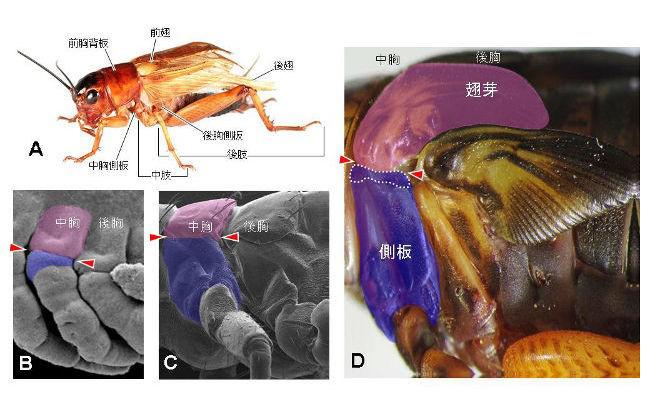 画像1 フタホシコオロギの成虫(A)と、胚(B)、生まれたばかり(1齢)幼虫(C)と成熟(11 齢)幼虫(D)の胸部側面。(B)、(C)、(D)のいずれも「背面の外骨格」をピンク、側板となる部分をブルーで示している。赤の矢印は背面の外骨格と脚の境界。成熟幼虫(D)で分かるように、側板は脚上部の節に由来する。また、羽のもととなる「翅芽(しが)」を見ると、羽本体は背面の外骨格に由来する一方、羽の根元(点線で示した領域)は側板に由来することが確認された(提供・真下雄太さん)