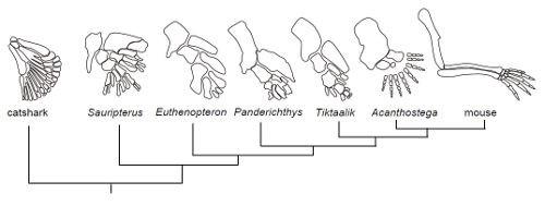 図2 軟骨魚類からマウスまでの進化。左はトラザメ。サウリプテルス、エウステノプテロン、パンデリクティス、ティクターリクは絶滅したシーラカンスなどに近い肉鰭(にくき)類と呼ばれる原始的な魚類。アカントステガも同じく絶滅した肉鰭類だが指がある。一番右はマウス。(提供・岡本恵里さん、田中幹子さん)
