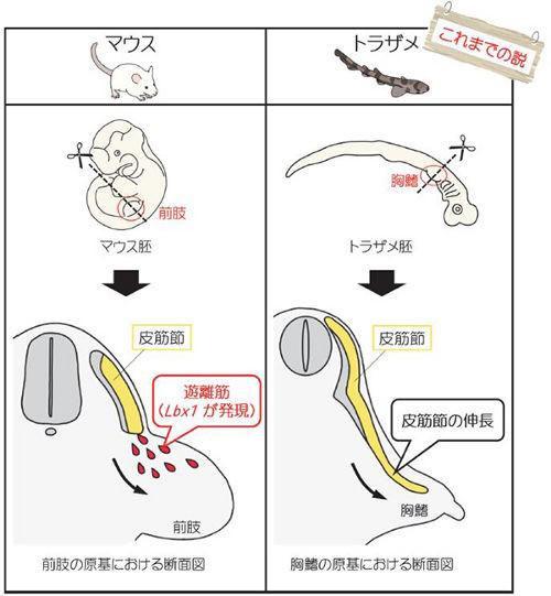図3 哺乳類の遊離筋の仕組み(左)と、サメの仲間における従来の説(右)の模式図(提供・岡本恵里さん、田中幹子さん)