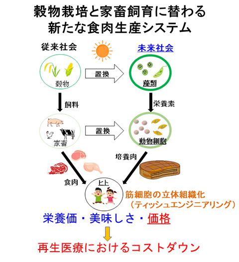 新たな食肉生産システムを表す模式図（東京女子医科大学先端生命医科学研究所清水さん提供）