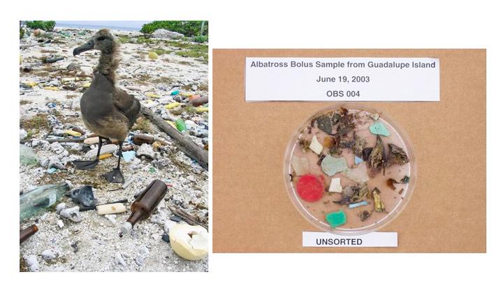 ミッドウェー島の海鳥と、海鳥が誤飲・誤食したプラスチック片（高田秀重さん提供）