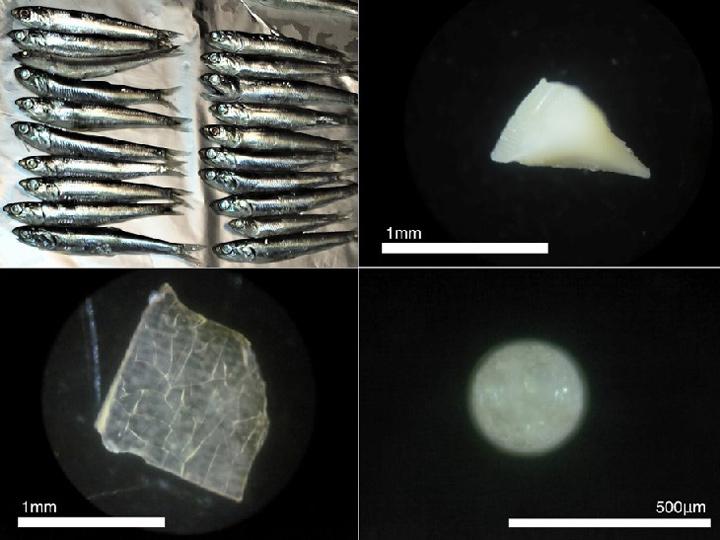 イワシ64尾中、49尾からマイクロプラスチックが検出された。ポリエチレン破片（右上）、ポリプロピレン破片（左下）、ポリエチレンマイクロビーズ（右下）などが分類された（高田秀重さん提供）