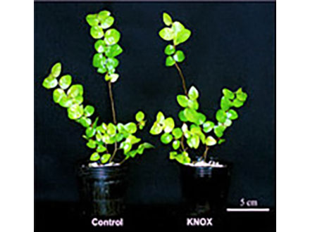 イオン照射でNO2吸収する壁面緑化植物育成