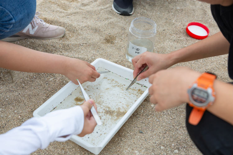 ③ 採取した砂に含まれるマイクロプラスチックを選別し、数を数える。