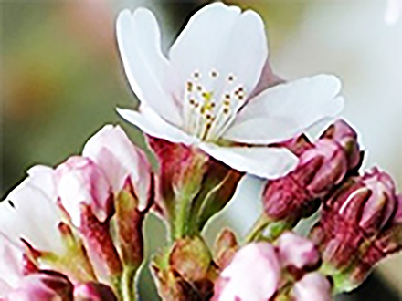 桜の代表ソメイヨシノのゲノムを解読 正確な開花予測に期待と研究グループ
