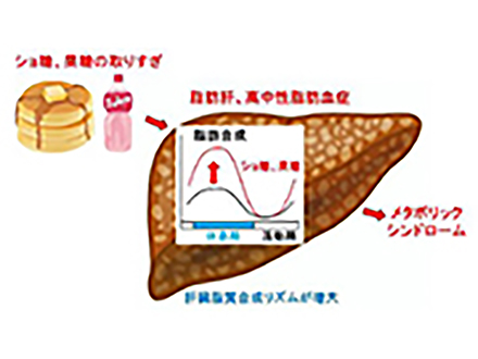 肥満もたらす食欲を制御するタンパク質発見 沖縄科技大、マウスの実験で