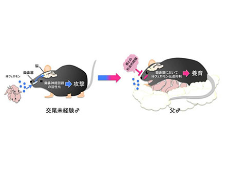 昆虫の性フェロモンに反応する人工細胞センサー