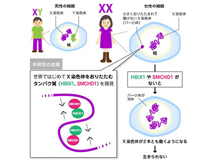 Y染色体なくてもオスになる謎を解明 北大が遺伝子を特定