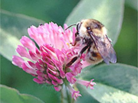 花粉の運び屋“マルハナバチ”の国勢調査