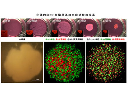 ヒトiPS細胞で3D肝臓作成