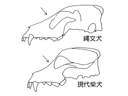 日本最古のニワトリは弥生時代 遺跡の骨を分析し、北大などが解明