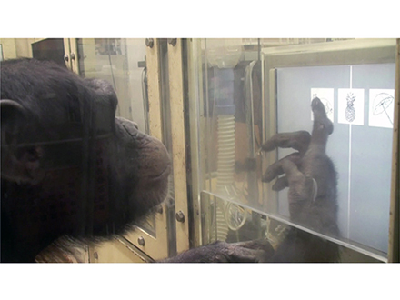 “垣間見”が不得手なチンパンジー