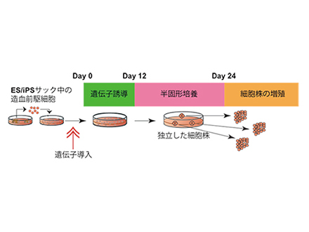 iPS細胞から輸血用血小板を量産する製法を確立 京都の大学発ベンチャー企業
