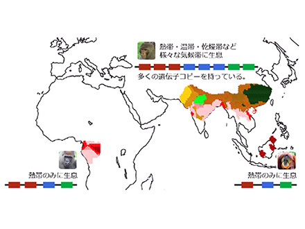 遺伝子の重複が生物の環境適応力の源