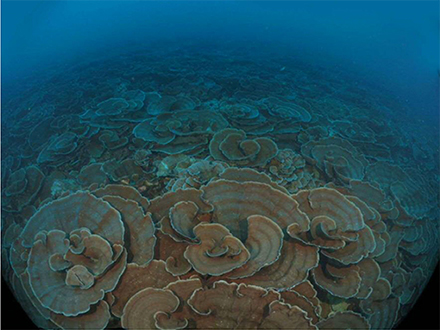 西表の水深30〜50mに大サンゴ群集発見