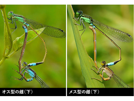 雌雄逆の昆虫発見の日本人研究者ら4人にイグ・ノーベル賞