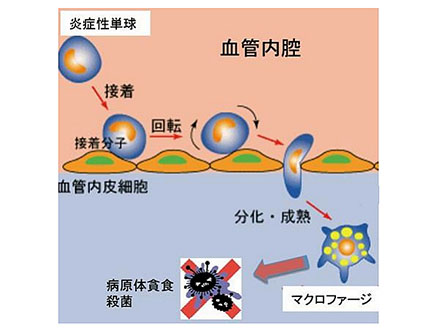免疫細胞が感染を感知する仕組み解明