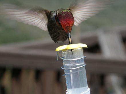 鳥と蜜の甘い関係 味覚の進化と種の生存戦略