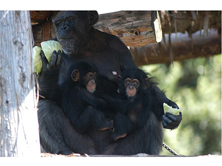 「父系社会」チンパンジーのメス、生まれ育った群れでも出産