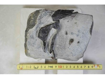 国内最大の恐竜の全身骨格と判明 北海道・むかわ町の化石