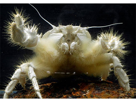 絶滅したはずの甲殻類オオスナモグリは生きていた