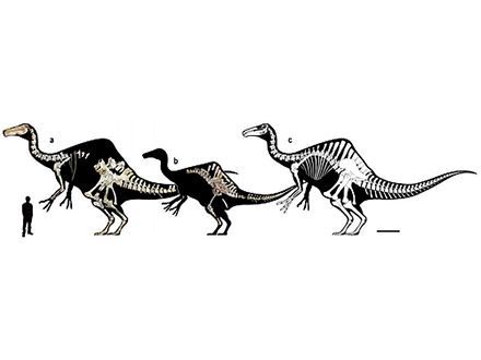 肩甲骨の位置から恐竜の正しい姿勢が推定できた