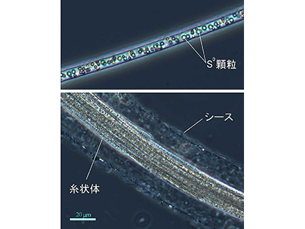 謎の巨大硫黄酸化細菌のゲノムを解読