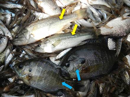 北海道のカエルは本州から来た外来カエルを食べて死ぬ