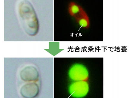 日本人5万人のゲノム解析を完了、創薬などに期待 東北大
