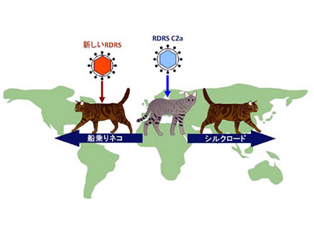 世界史とネコの移動を遺伝的に実証
