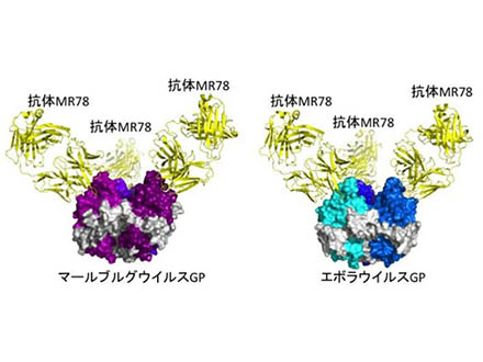 エボラウイルスなど抗体結合構造を解明