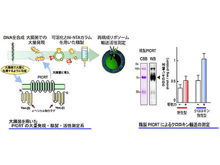 マラリア薬剤耐性のタンパク質を解明