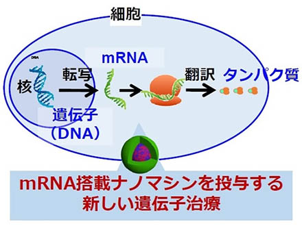 mRNA投与の治療にナノミセルで道開く