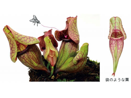 食虫植物の袋状の葉ができる仕組み発見 Science Portal 科学技術の最新情報サイト サイエンスポータル 食虫植物の袋状の葉ができる仕組み発見 Science Portal 科学技術の最新情報サイト サイエンスポータル