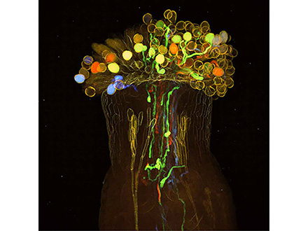 植物を透明化し、内部を観る新技術