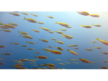 DNA解析法により1日で魚種の8割検出
