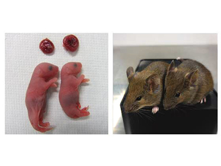 iPS細胞から卵子を実験室培養で大量生成 九大などマウスを誕生させる